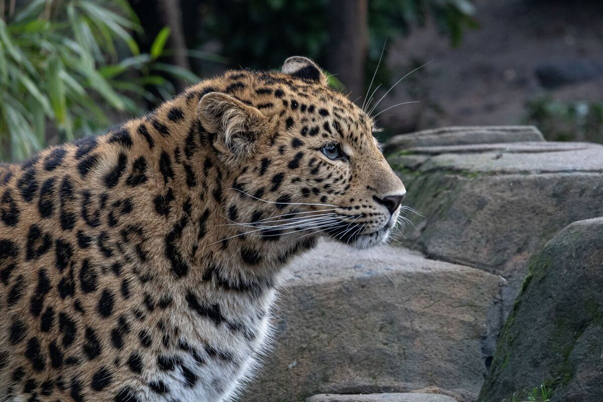 Amur Leopard - Katharine Showell